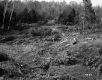 Staples Property, Logging