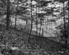 Staples Property, Forest View
