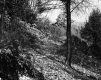Staples Property, Forest View