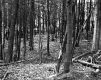 Staples Property, Forest View