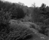 Burnham Property, Forested Hills