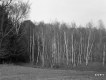 Burnham Property, View toward Forest