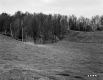 Burnham Property, Field and Forest