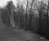 Burnham Property, Forest View
