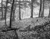 Burnham Property, Forest View