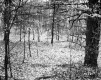 Harreck Property, Forest View