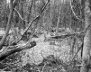 Harreck Property, Forest View