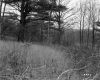 Harreck Property, View toward Forest