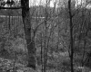 Harreck Property, Forest View