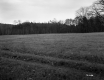 Harreck Property, Field and Forest