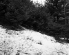 Swasey Property, Forested Hill