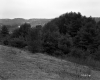 Smith Property, Patch of Conifers on Hillside