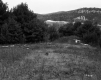 Smith Property, Patch of Conifers on Hillside