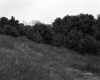Smith Property, Patch of Conifers on Hillside
