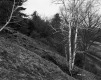 Smith Property, Trees on Hill and Railroad Tracks
