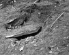 Smith Property, Spring