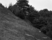 Smith Property, Trees on Hill