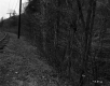 Hazelton Property, Forest along Railroad Tracks