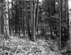 Hazelton Property, Forest View