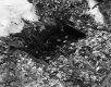 Woodbury Property, Spring