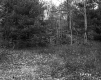 Howe Property, Forest View