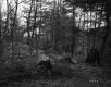 Howe Property, Forest View