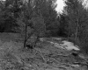 Beaton Property, Forest View