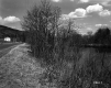 Gorman Property, Trees and Plants along River