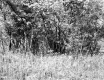 Trees and Plants near U.S. Route 5