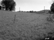 Sanders Property, Farm Fields