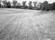 Sanders Property, Farm Fields