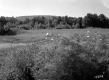 White Property, Farm Fields