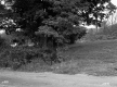Brown Property, Trees and Shrubs