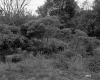 Brown Property, Forest View