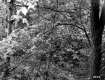 Brown Property, Forest View