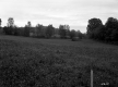 Brown Property, Crop Field