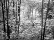 Brown Property, Forest View