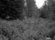Brown Property, Forest View