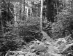 Brown Property, Forest View