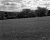 Farrell Farms, Orchard