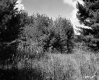 Farrell Farms, Patch of Trees