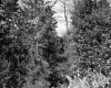 Farrell Farms, Forest View