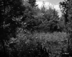 Farrell Farms, Forest View