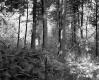 Farrell Farms, Forest View