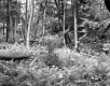 Farrell Farms, Forest View