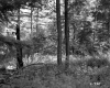 Farrell Farms, Forest View