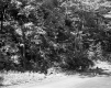 Atwood Property, Forest View