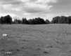 Atwood Property, Farm Fields and Pasture