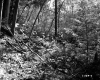 Smith Property, Forest View