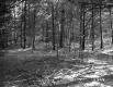 Smith Property, Forest View
